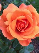 Image result for Coral Colored Roses