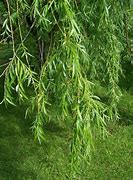 Image result for Chinese Willow Tree