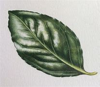 Image result for Leaf Pencil Drawing