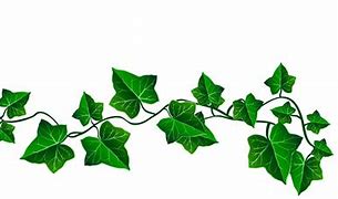 Image result for Vine Clip Art Transparent