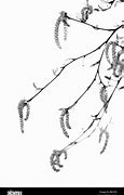 Image result for Birch Leaf Pattern