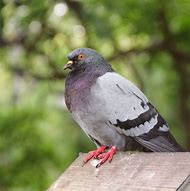 Image result for Dove with Twig in Mouth