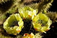 Image result for Desert Cactus Coloring Page