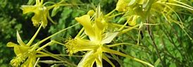 Image result for Texas Gold Columbine