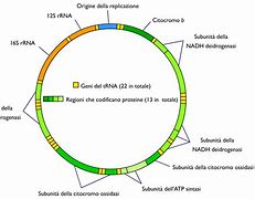 Image result for Human DNA Structure