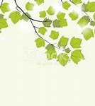 Image result for Maple Tree Branch Vector