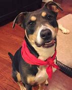 Image result for Mini Australian Shepherd and American Staffordshire Terrier Mix