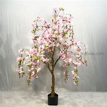 Image result for Potted Cherry Blossom Tree