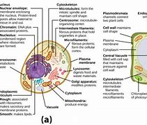 Image result for Botany Chart Zoology Plant Cell