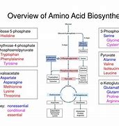 Image result for Biosynthesis of Essential Amino Acids