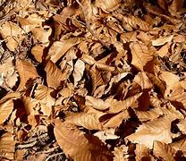 Image result for Michigan Best Fall Foliage