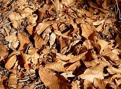 Image result for Best Fall Foliage in the Us