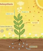 Image result for Photosynthesis Dark Reaction