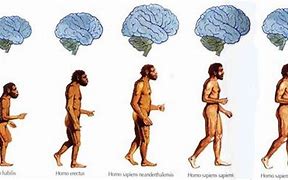 Image result for Brain Size Evolution