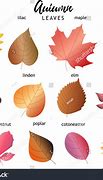 Image result for Fall Leaves Names