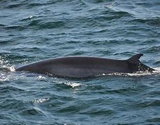 Image result for Minke Whale UK