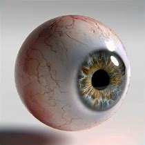 Image result for Real Human Eye