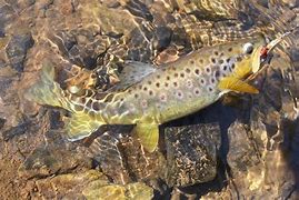 Image result for Trout Sketches