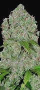 Image result for Autoflower Cannabis Seeds