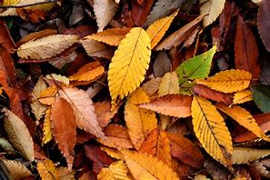 Image result for Big Tree Leaves in Autumn