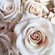 Image result for Modern 14 Beige Rose