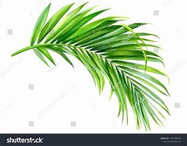 Image result for Pictures of Palm Leaves to Print