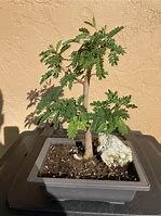 Image result for Mimosa Bonsai Tree