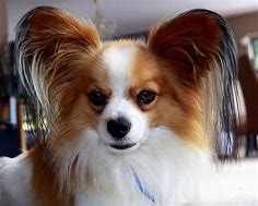 Image result for Papillon Grooming