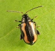 Image result for Lesser Striped Flea Beetle