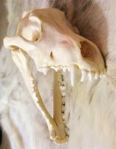 Image result for Wolf Skull Wallpaper