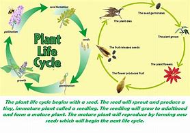 Image result for Plant Life Cycle Cut and Paste