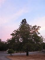 Image result for Moon and Tree Silhouette