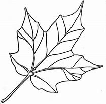 Image result for Maple Leaf Coloring