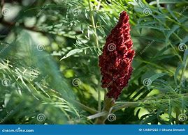 Image result for Brown Flower Background