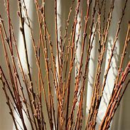 Image result for Willow Flower