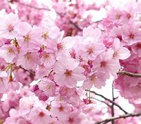 Image result for Spring Season Flowers in Japan