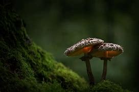 Image result for Moss Green Aesthetic