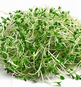 Image result for Alfalfa for Plants