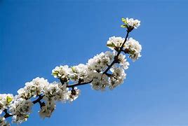 Image result for Plym Blossom Branch