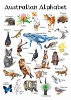 Image result for Australian Animals List