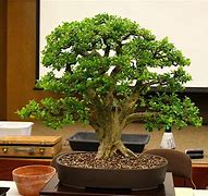 Image result for Red Oak Tree Bonsai