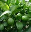 Image result for Lemon Tree Covers for Winter