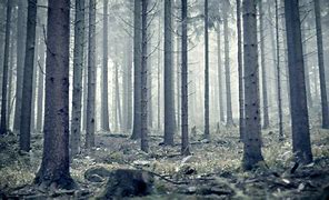 Image result for Forest Wallpaper