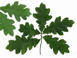 Image result for White Oak Leaf Arrangement