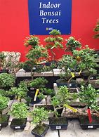 Image result for Windswept Bonsai Trees