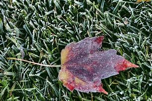 Image result for Maple Leaf Coloring