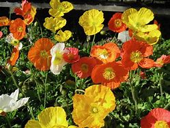 Image result for Iceland Poppy White