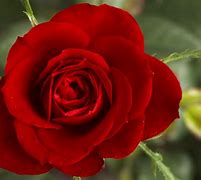 Image result for Red Flower Pics