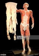 Image result for Real Alive Human Body Skin