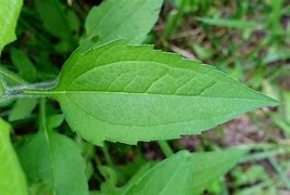 Image result for Rudbeckia Leaves Photo